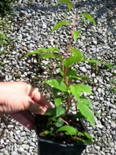 3 Hardy Kiwi Plants in 3.5in - 2 Ananasnaya,  and Male Pollinater