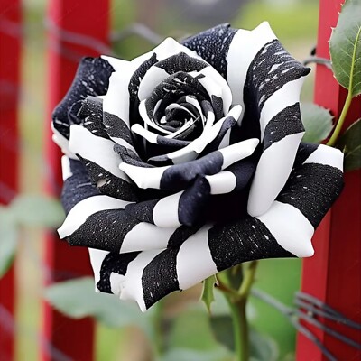 Grow Rare Black Roses – Non-GMO Heirloom Seeds for Indoor an