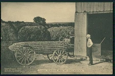bb Photomontage Exaggeration corn on the cob original 1910s RPPC photo postcard