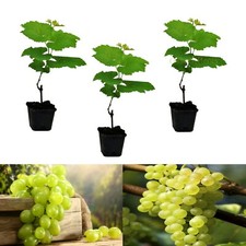3 x White Grape Vine Plants Bianca - Amazing Variety for UK Climate