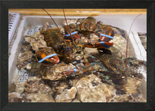 Lobsters group alive Framed Wall Art Poster Canvas Print Picture