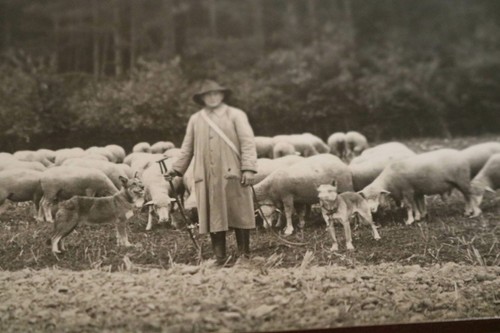 tolles altes Foto - Schäfer mit Schafherde und Hirtenhund (2) 20-30er Jahre ? - Bild 2 von 4