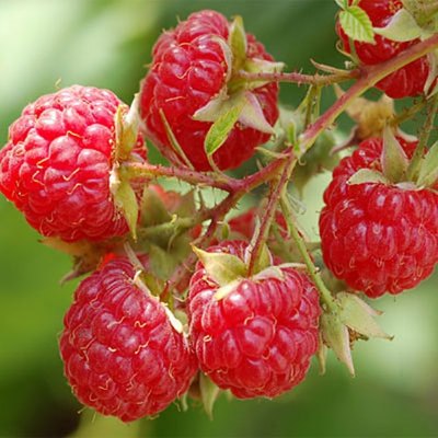 Tulameen' Raspberry - Linden Lane Farms