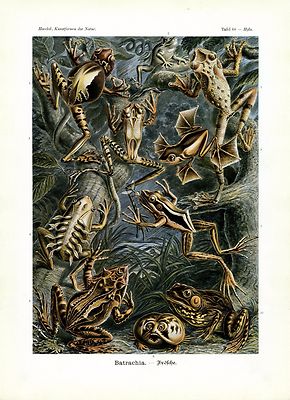  Frogs Science Poster, Ernst Haeckel Scientific Illustrations, 4 x 6'' - 16 x 20''