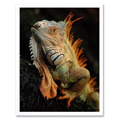 Photo Animal Iguana Lizard Reptile Scales Spines 12X16 Inch Framed Art Print
