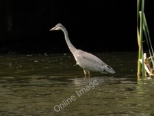 Photo 6x4 Heron in Caerphilly Castle lake Caerphilly/Caerffil Helping it c2009