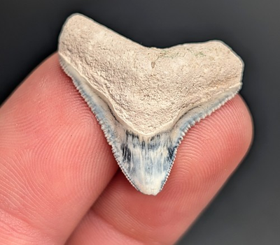 #ad Killer XL BV Bull Shark Tooth Insane Patterns Rare Florida Fossil $29.00