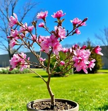 2 winterharte rosa-rote Mandel-Bäume schnellwüchsig Bäume Pflanzen den Garten