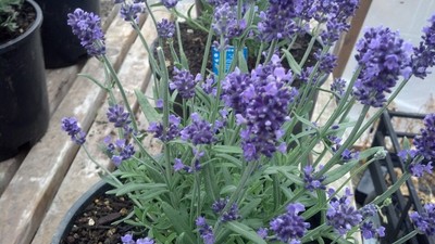 lavender flower colors Lavandula 'Silver Frost' Lavender (Kathleen Elizabeth) (Lavandula x ch –  Charsaw Farms main image 1