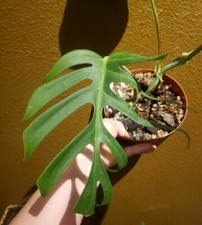 Rare REAL Monstera Sierrana Sierana Deliciosa not variegated houseplant plant