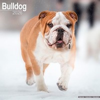 Bulldog Calendar 2026 Square Dog Breed Wall Calendar - 16 Month (Us Import)