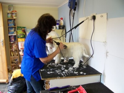 Foto 6x4 Bei den Hundefriseuren (4), Wilton Wilton\/SU0931 The Westie is no c2010