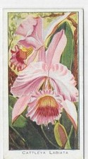 Single Card Orchids Saronicks Animals Happy Family Birds Naval Horse Hounds ec10