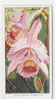 Einzelkarte Orchideen Saronicks Tiere Happy Family Vögel Marine Pferd Hunde ec10