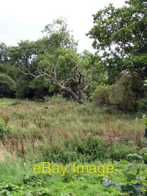 Photo 6x4 A dead tree Fakenham Its grey skeleton contrasting with the lus c2008