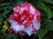 ( 1 ) - Daikagura Camellia Japonica - Starter Plant ( 4L ) ( 1 live plant )
