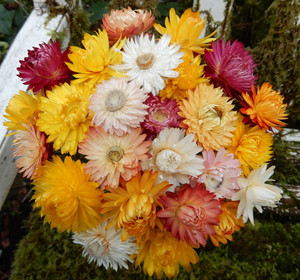 25+ Dried Straw Flower Cream, Yellow, Pink Red Wired Stems, DIY Wedding Bouquet