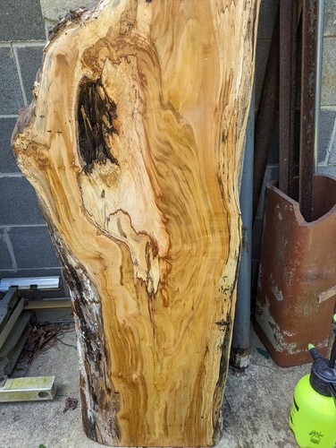 Ambrosia maple slab (Live Edge) Spalted (Thick slab) wormy maple, Nice Bench.