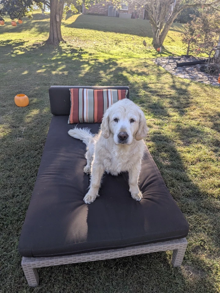 Brown Jordan Patio Long Chair by Richard Frinier – Designer Outdoor Furniture - Image 4 of 4