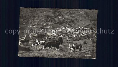 La Bresse with cows in the pasture