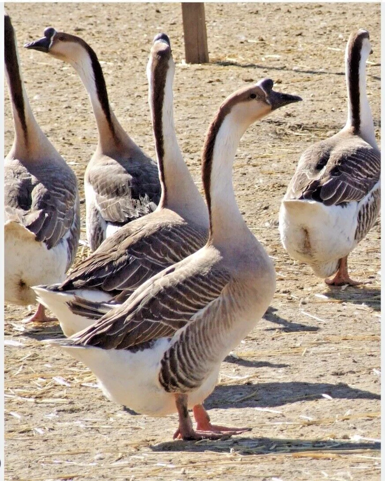 10+ FERTILE GOOSE HATCHING EGGS WHITE OR BROWN CHINESE WITH POSSIBLE EXOTIC MIX - Image 4 of 4