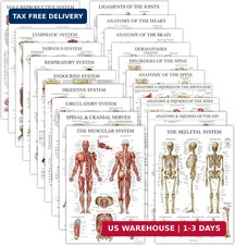 20 Pack - Anatomical Posters - Laminated - Muscular, Skeletal, Digestive, Respir