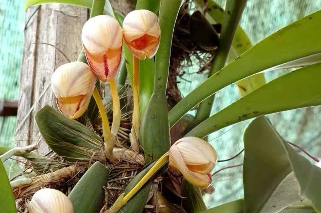 Vietnam Bulbophyllum hepii Rare Species Orchid Mounted Blooming Plant
Opens in a new window or tab