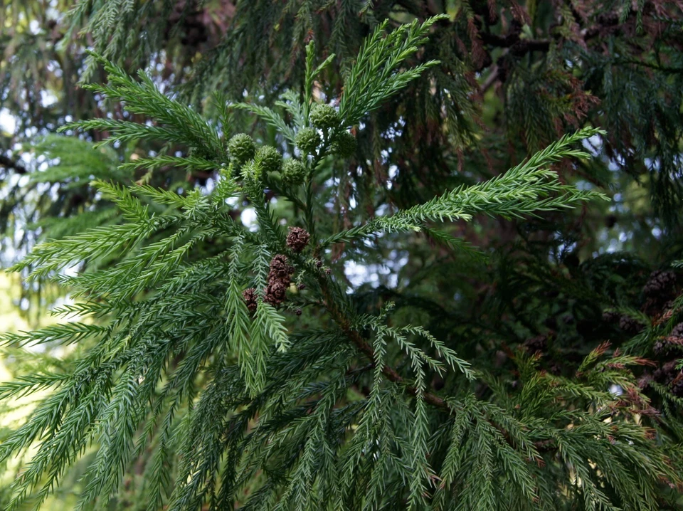 JAPANESE CEDAR 30 SEEDS CRYPTOMERIA JAPONICA EVERGREEN TREE FOCAL POINT SHADE - Image 4 of 4