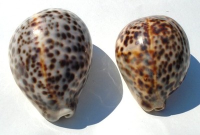 2 Cypraea Tigris Cowrie Shells - 4'' and 3.75'' Long (104mm and 94mm)