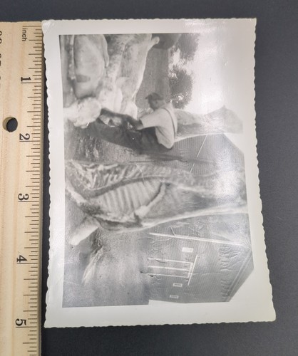 Schnappschuss Vintage Foto Mann Bauernhof Metzger Tiere Rind Henry Farm Cherry Valley - Bild 2 von 5