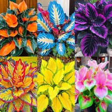 185 Mixed Color Hosta Seeds for Planting Outdoors- Shade/Cold Tolerant blue