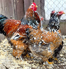 6 NPIP AI CLEAN PORCELAIN BRAHMA HATCHING EGGS  GIANT SIZE  