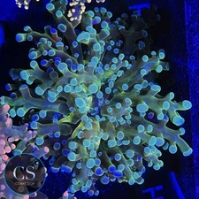 CS GOLD MOUTH FROGSPAWN - WYSIWYG LIVE CORAL