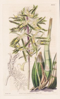 Myanthus Spinosus Brasil orchid flower botany engraving Kupferstich Curtis 3802