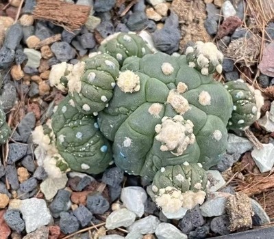 Rare Plant Cacti Astrophytum asterias  Wu kong  WYSIWYG Own Root Garden Sale