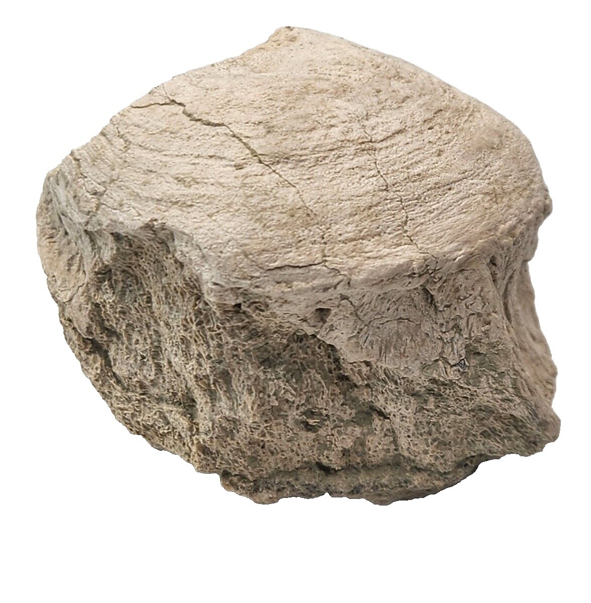 25+ Eocene Fossils for sale | Updated Oct 2026