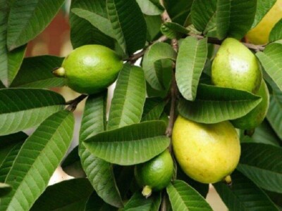 Organic Guava leaves 50 fresh dried Fresh Green Antidiabetic Anti Hair Loss tea