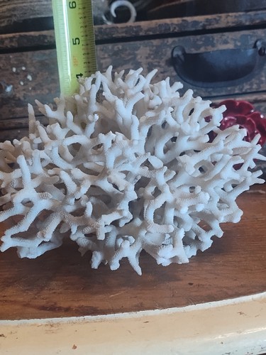 Rare Staghorn Birdnest Coral Vintage Lace Coral 7.5 oz