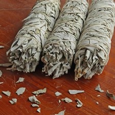 Jumbo White Sage Smudge Stick: House Cleansing Energy 8-9"