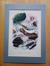 Charles Tunnicliffe, Artist - "Grey Wagtail" - Print 1945