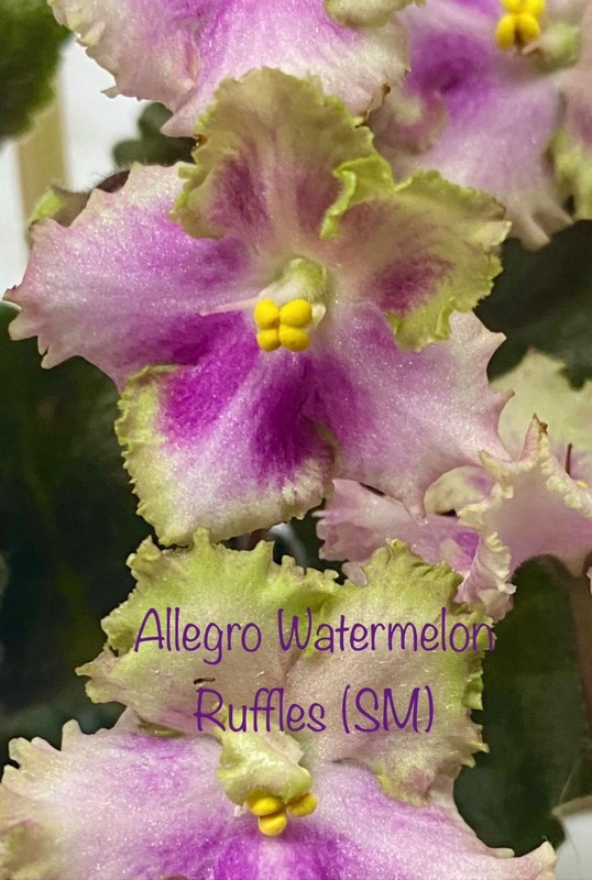 African Violet~ Allegro Watermelon Ruffles ! Semiminiature!~Starter
