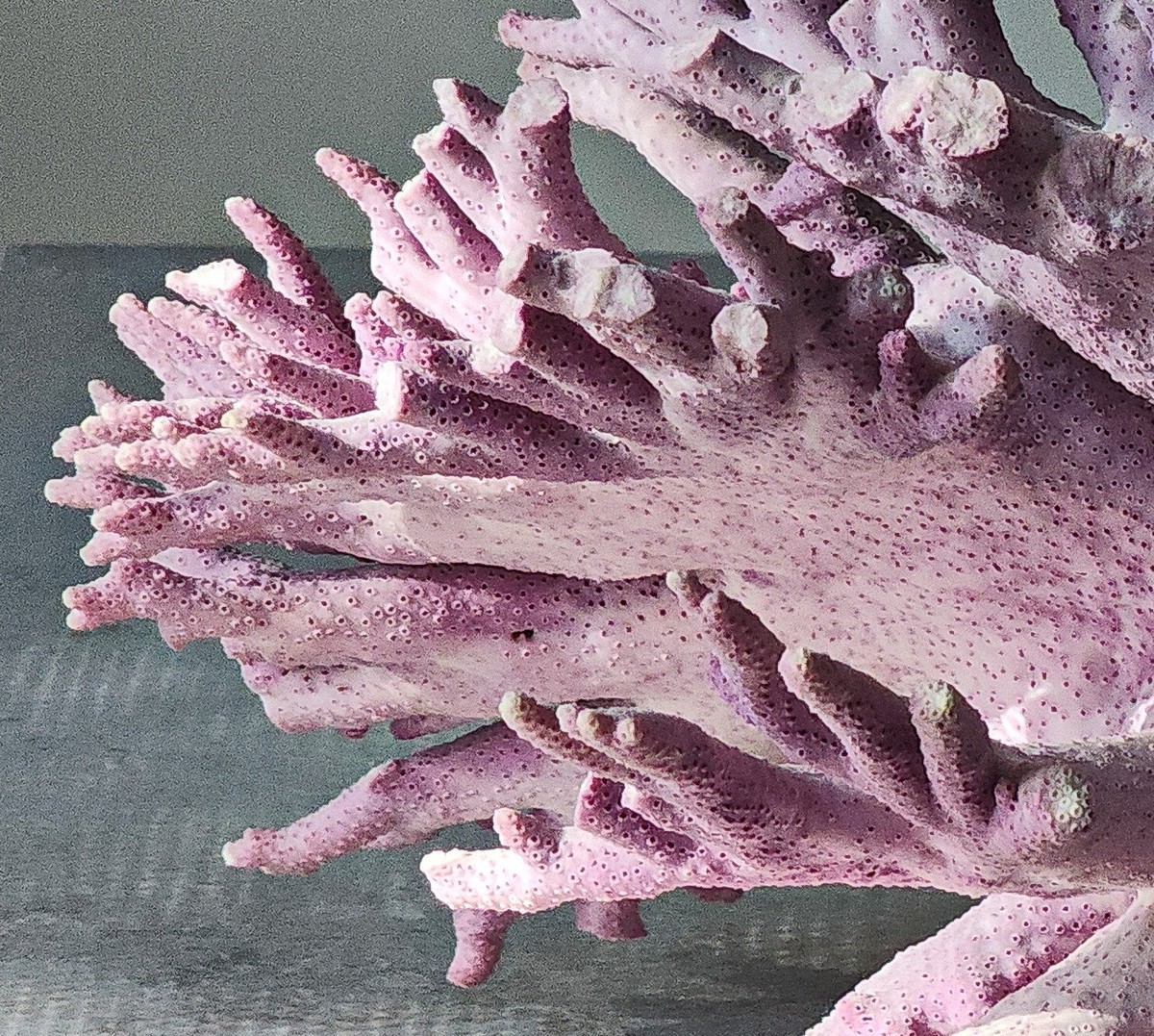 XL PINK ALLOPORA CORAL/CALIFORNIA HYDROCORAL SPECIMEN 10