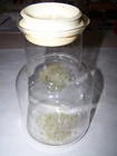 Vintage Pyrex Carafe pitcher Spring Blossom 3456-1    56oz glass w/ lid