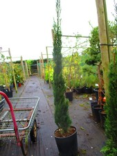 Italian Cypress - Cupressus sempivirens - 5.5ft-6ft inc. pot, 10litre, Evergreen