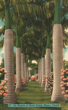 Vintage Postcard An Avenue Of Royal Palms Miami Florida Fla. Novelti-Craft Pub.