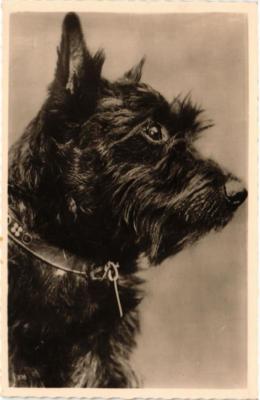 CPA AK Highland Terrier DOGS (729350)