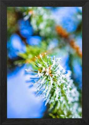 Bitter Cold Green Needles gerahmtes Wandbild Poster Leinwanddruck Bild
