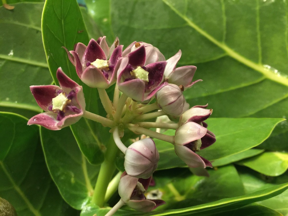 200) Calotropis Procera Seeds (aka Monarch Butterfly Milkweed ...