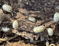 15  Magic Potion Isopods Armadillidium vulgare   Jake  s Cleanup Crew