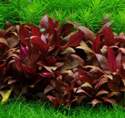 Alternanthera reineckii 'Mini' 6 Stems Live Aquarium Aquatic plants Red Tropica